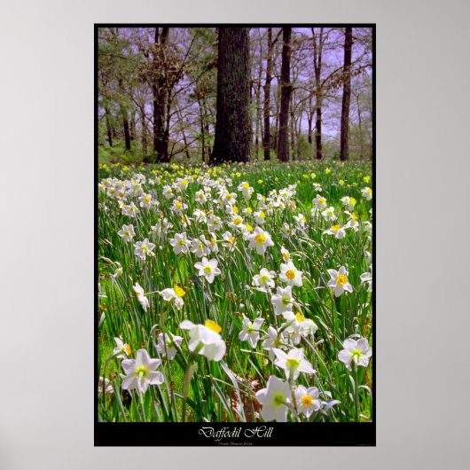 Daffodil Hill Poster (Voorkant)