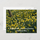 Daffodil Hill - Sunlit Yellow and White Flowers Briefkaart (Voorkant / Achterkant)