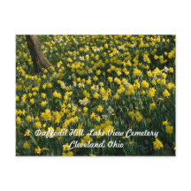 Daffodil Hill - Sunlit Yellow and White Flowers