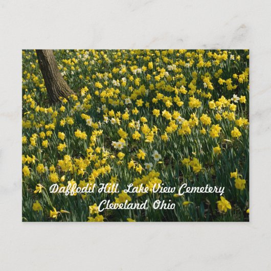 Daffodil Hill - Sunlit Yellow and White Flowers Briefkaart (Voorkant)