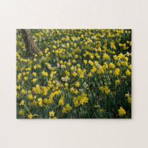 Daffodil Hill - Sunlit Yellow and White Flowers