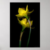 Daffodil I Poster (Voorkant)