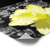 Daffodil in Bloom Poster (Hoek)