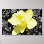 Daffodil in Bloom Poster (Voorkant)