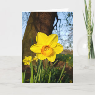Daffodil in de Park Kaart