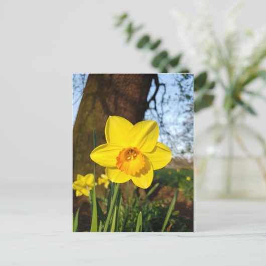 Daffodil in het Briefkaart Park (Staand voorkant)