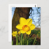 Daffodil in het Briefkaart Park (Voorkant / Achterkant)