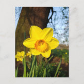 Daffodil in het Briefkaart Park (Voorkant)