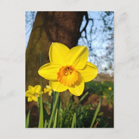 Daffodil in het Briefkaart Park (Voorkant)