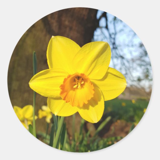 Daffodil in het Park Ronde Sticker (Voorkant)