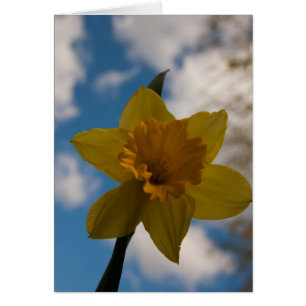 Daffodil in het voorjaar