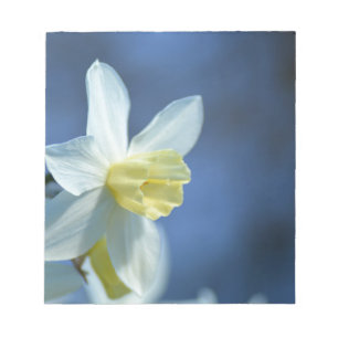 Daffodil in het voorjaar notitieblok