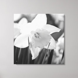 Daffodil in zwart-wit canvas afdruk