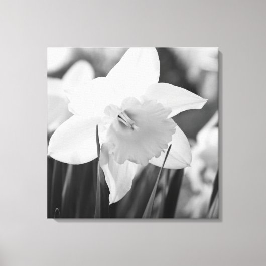 Daffodil in zwart-wit canvas afdruk (Voorkant)