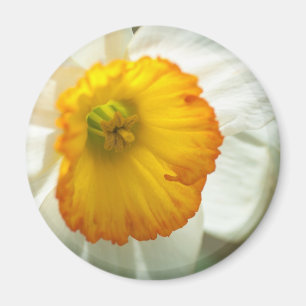 Daffodil Magneet