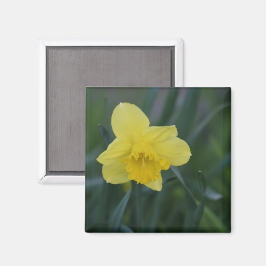 Daffodil Magneet (Voorkant / Achterkant)