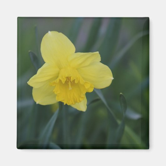 Daffodil Magneet (Voorkant)