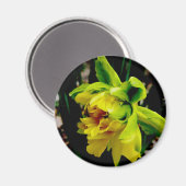 Daffodil Magnet (Voorkant / Achterkant)