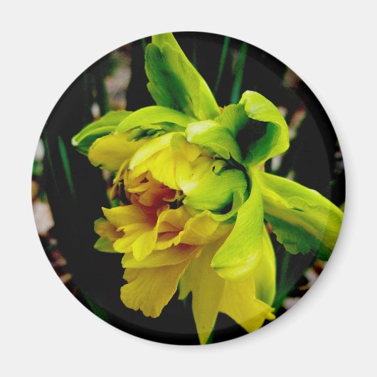Daffodil Magnet (Voorkant)