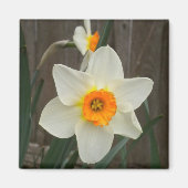 Daffodil magnet (Voorkant)