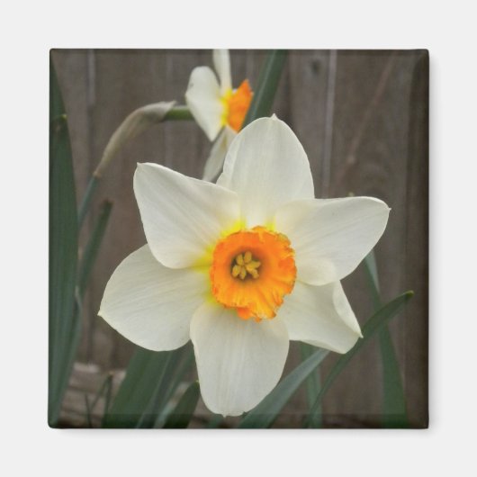 Daffodil magnet (Voorkant)