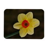 Daffodil Magnet Magneet (Horizontaal)