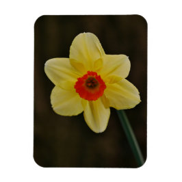 Daffodil Magnet Magneet