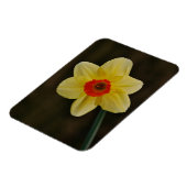 Daffodil Magnet Magneet (Linkerzijde)