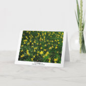 Daffodil/Narcissus Kaart (Achterkant)