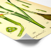 Daffodil (Narcissus poeticus) afdrukken Poster (Hoek)