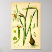 Daffodil (Narcissus poeticus) afdrukken Poster (Voorkant)