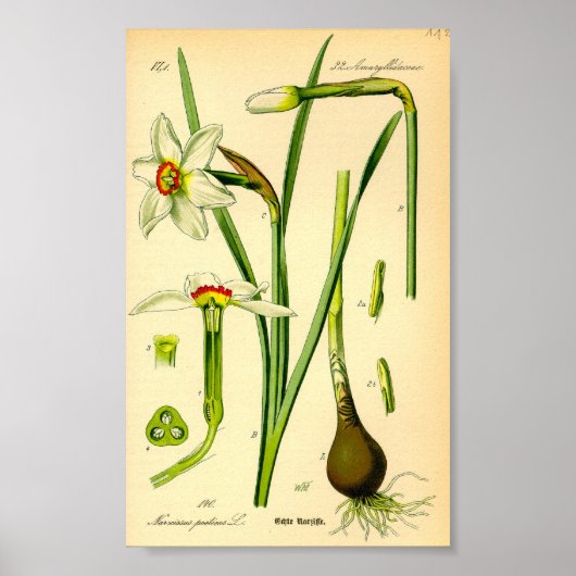 Daffodil (Narcissus poeticus) afdrukken Poster (Voorkant)