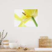 Daffodil/Narcissus Poster (Keuken)