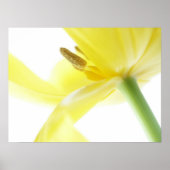Daffodil/Narcissus Poster (Voorkant)