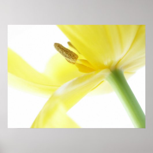 Daffodil/Narcissus Poster (Voorkant)