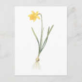 daffodil (Narcissus pseudo-narcissus) van Redouté Briefkaart (Voorkant)