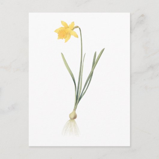 daffodil (Narcissus pseudo-narcissus) van Redouté Briefkaart (Voorkant)