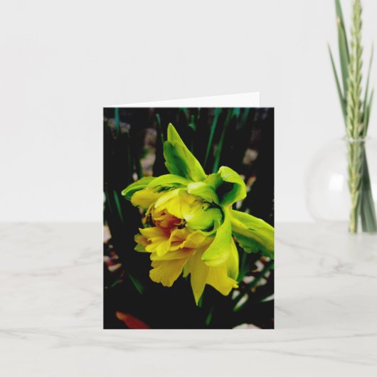 Daffodil Note Card Feestdagen Kaart (Voorkant)