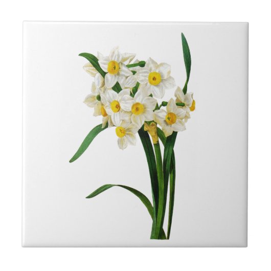 Daffodil of Narcissus door Pierre Joseph Redoute Tegeltje (Voorkant)