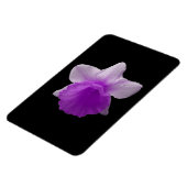 Daffodil Paars Premium Magnet Magneet (Linkerzijde)