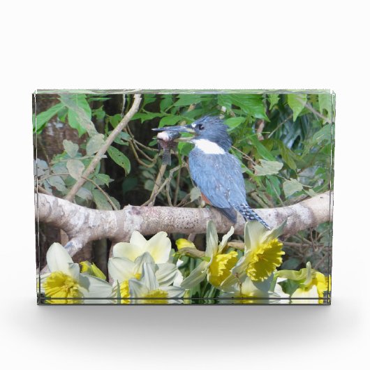 Daffodil Photo Block Fotoblokken (Voorkant)