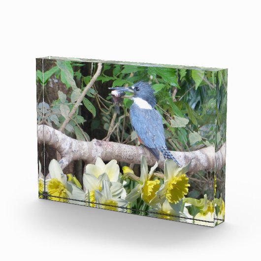 Daffodil Photo Block Fotoblokken (Rechts)