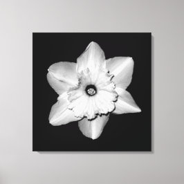'Daffodil Portrait' Ingepakt Canvas Print