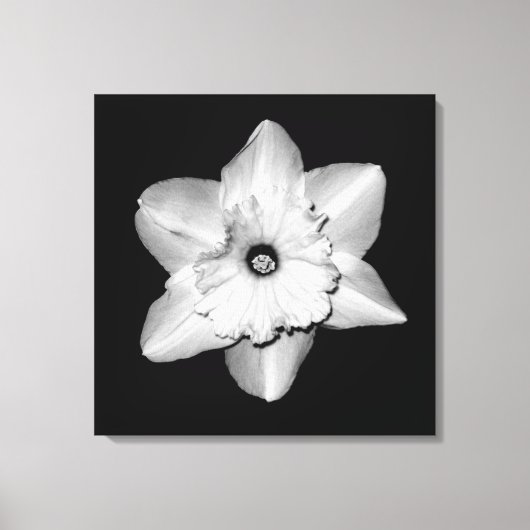 'Daffodil Portrait' Ingepakt Canvas Print (Voorkant)