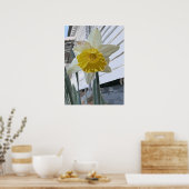 Daffodil Portrait Poster (Keuken)