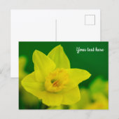 Daffodil Postcard Briefkaart (Voorkant / Achterkant)