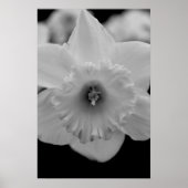 Daffodil Poster (Voorkant)