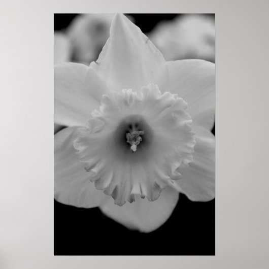 Daffodil Poster (Voorkant)
