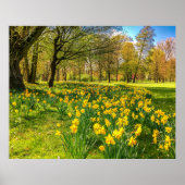 DAFFODIL POSTER (Voorkant)