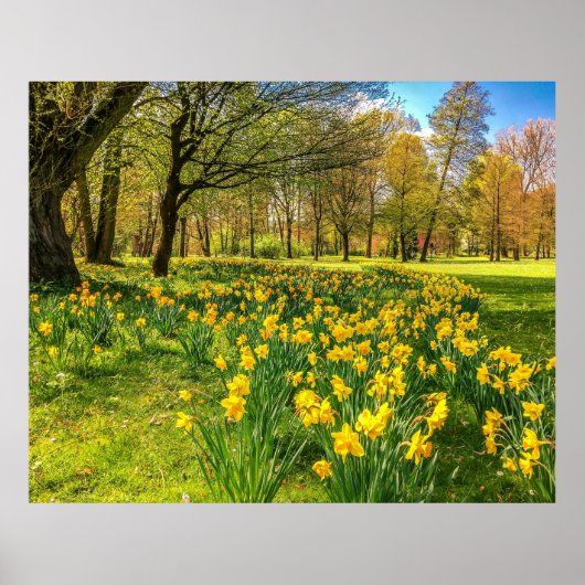 DAFFODIL POSTER (Voorkant)